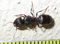 Pheidole crassinoda