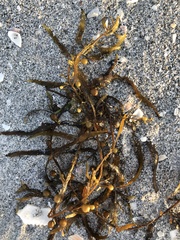 Sargassum filipendula
