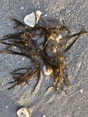 Sargassum filipendula