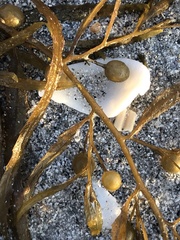 Sargassum filipendula