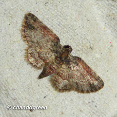 Axinoptera orphnobathra