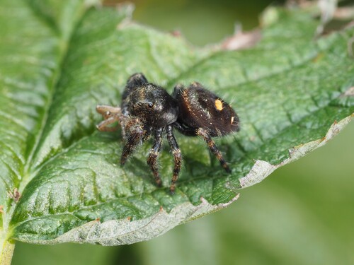 Bold Jumping Spider photographed in Michigan