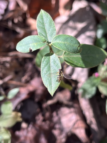Unknown species found near Chattahoochee River National Recreation Area, Marietta, GA, US