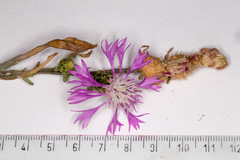 Centaurea napifolia