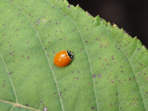 Polished Lady Beetle photographed in Michigan