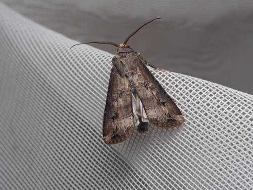 Black cutworm
