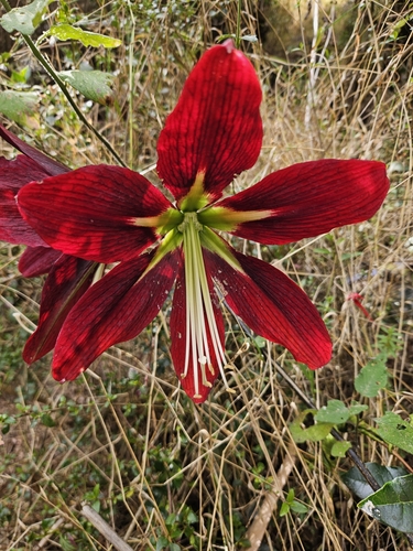 Hippeastrum miniatum observed 2025-10-12