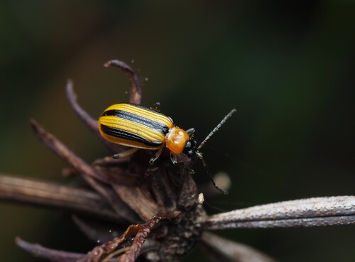 Striped cucumber beetle