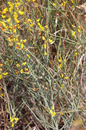 Image of Lebeckia contaminata by (c) Tony Rebelo, some rights reserved (CC BY-SA)
