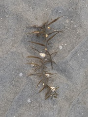 Sargassum filipendula