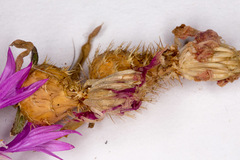 Centaurea napifolia