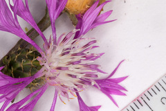 Centaurea napifolia