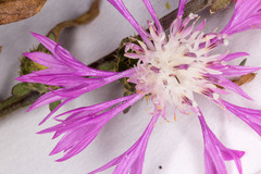 Centaurea napifolia