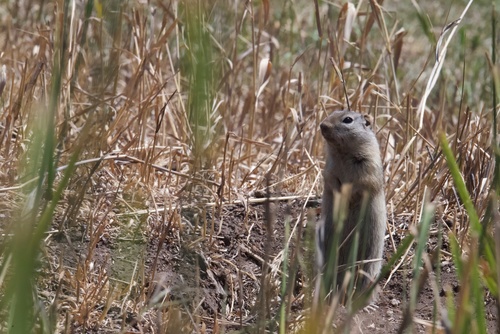 Wyoming Ground Squirrel observed by chrisz52