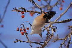 Bombycilla garrulus