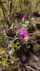 Sphaeralcea mendocina, photograph (c) Constanza Vargas Villegas, some rights reserved (CC BY)