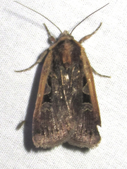 Parabagrotis exsertistigma