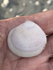 Semele proficua