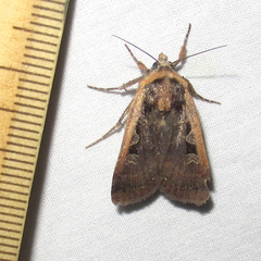 Parabagrotis exsertistigma