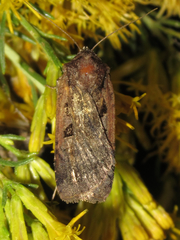 Parabagrotis exsertistigma
