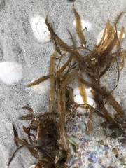 Sargassum filipendula
