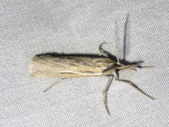 Thaumatopsis pexellus