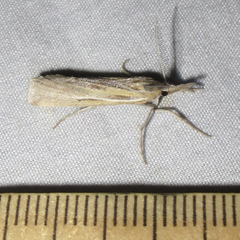 Thaumatopsis pexellus