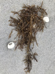 Sargassum filipendula