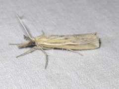 Thaumatopsis pexellus