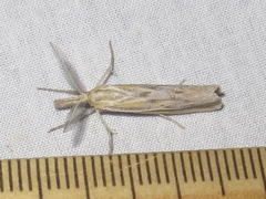 Thaumatopsis pexellus