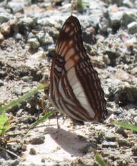 Adelpha cocala lorzae