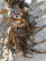 Sargassum filipendula