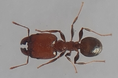 Pheidole capensis