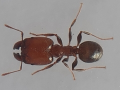 Pheidole capensis