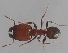 Pheidole capensis