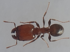Pheidole capensis