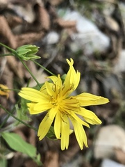 Lapsana communis intermedia