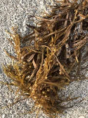 Sargassum filipendula