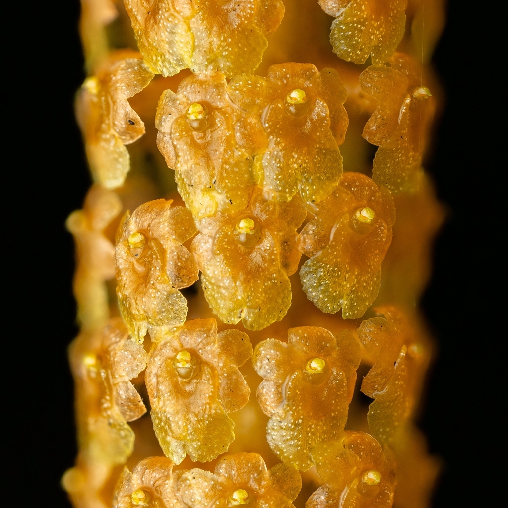 Oberonia padangensis