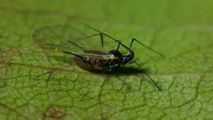 Macrosiphum rosae