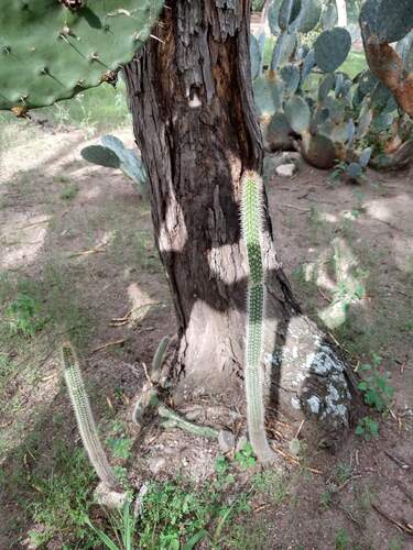 Serpent Cactus (Nyctocereus serpentinus)