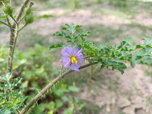Melonleaf Horsenettle (Solanum heterodoxum)