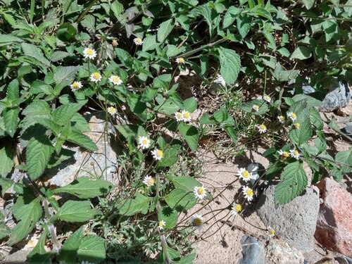 Tridax coronopifolia, photograph 6