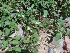Tridax coronopifolia, photograph (c) Alexis López Hernández, some rights reserved (CC BY)