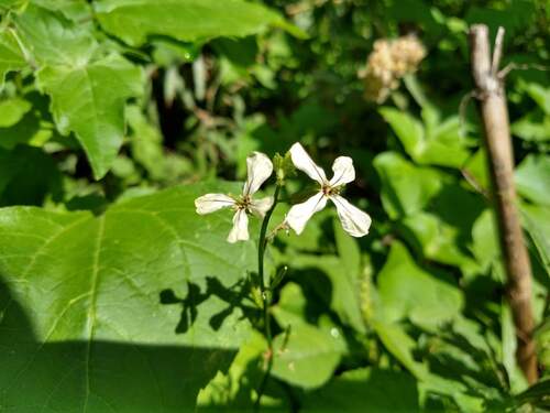 Eruca sativa, photograph 4