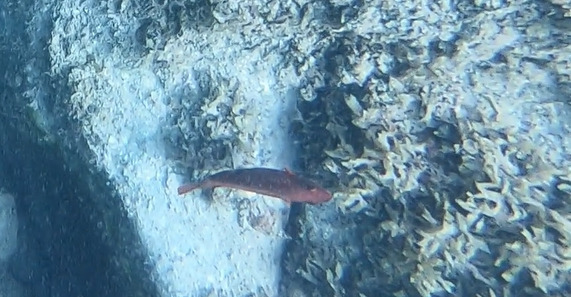 Tuiupiranga parrotfish (Sparisoma tuiupiranga) — Scaridae