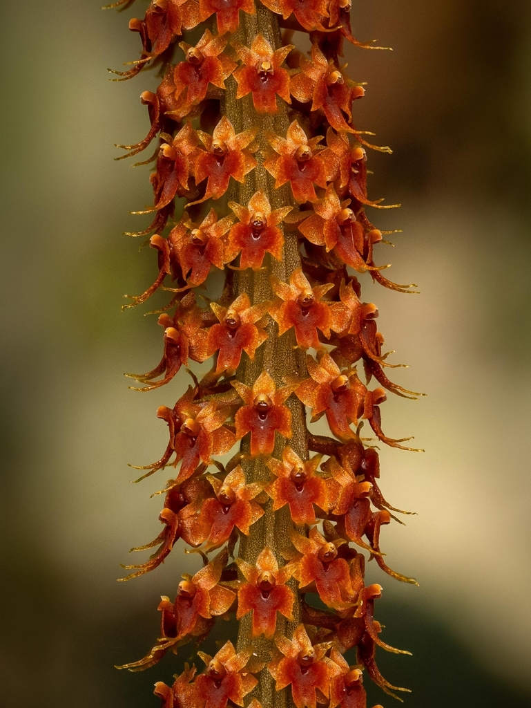 Oberonia cirrhifera