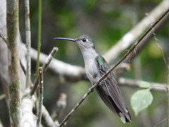 Campylopterus largipennis