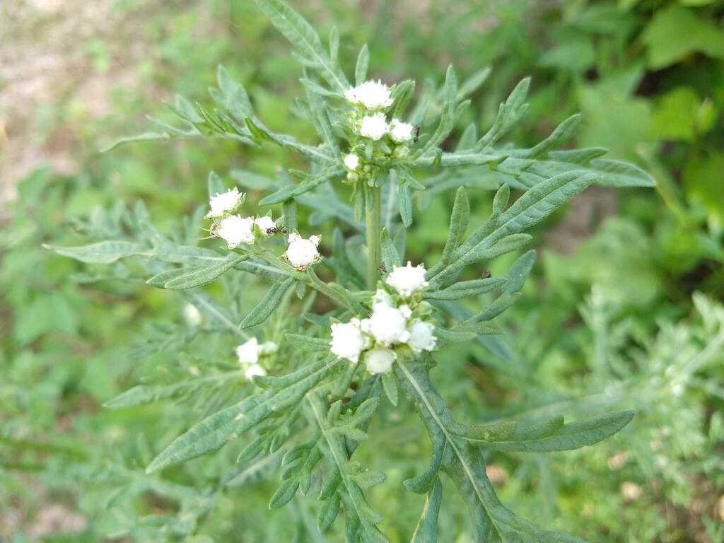 Parthenium bipinnatifidum; photograph (c) Alexis López Hernández, some rights reserved (CC BY)
