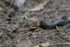 Erythrolamprus epinephalus